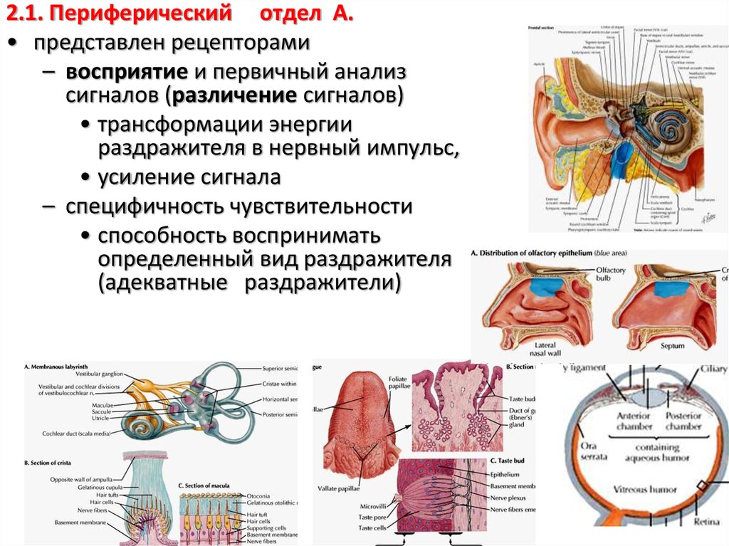 Отделы сенсорной системы