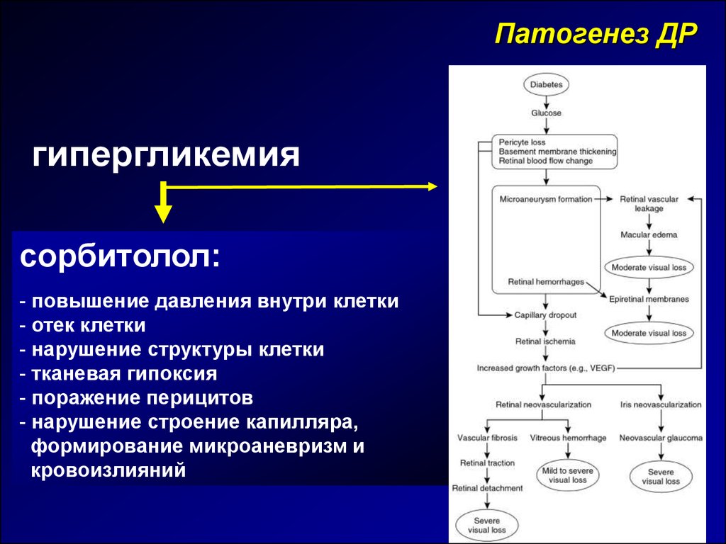 Сахарный диабет этиология патогенез диагностика. Патогенез гипергликемии при сахарном диабете. Механизм развития гипергликемии при сахарном диабете. Гипергликемия механизм развития патофизиологии. Патогенез осложнений сахарного диабета.