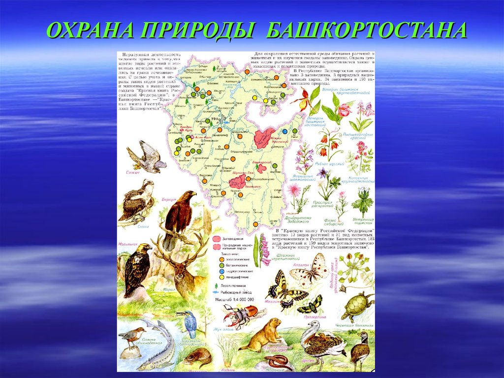 Красная книга республики башкортостан презентация