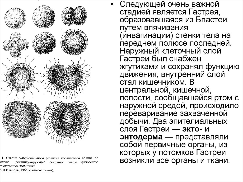 Какие этапы развития многоклеточных животных