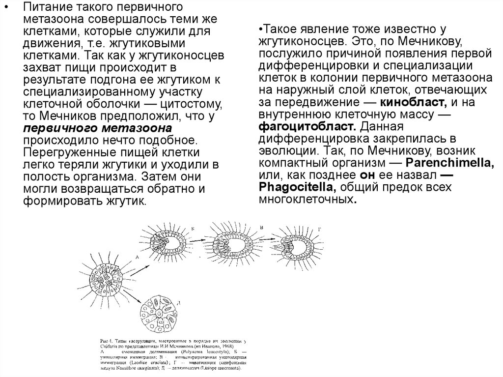 Фагоцителла. Предпосылки возникновения многоклеточности. Появление многоклеточности. Теории происхождения многоклеточности. Теория фагоцителлы Мечникова.