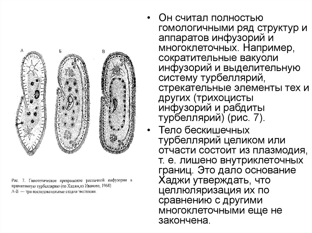 Уровни многоклеточных организмов. Трихоциста это у инфузории. Выделительные вакуоли инфузории. Сократительные вакуоли у многоклеточных. Структуры ресничного аппарата инфузорий.