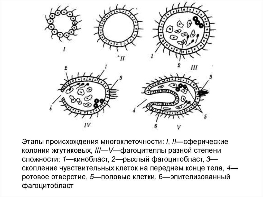 Этапы развития многоклеточных животных. Теория фагоцителлы Мечникова. Гипотеза фагоцителлы Мечникова. Мечников фагоцителла. Теория многоклеточности Мечникова.