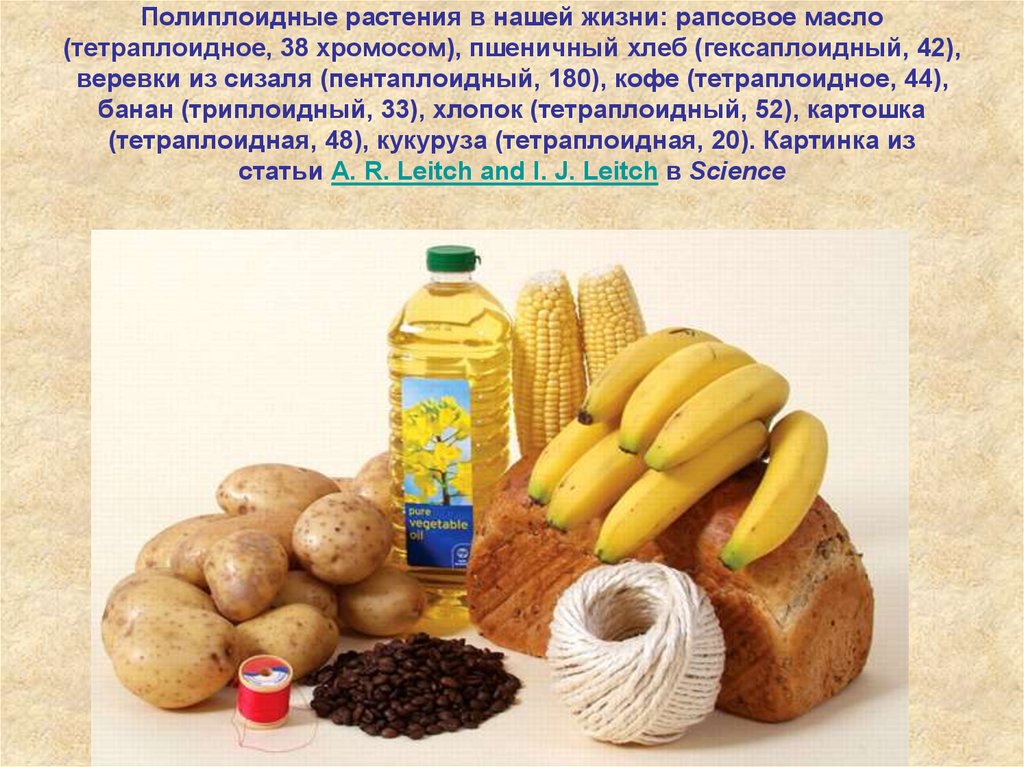 Полиплоидные растения в нашей жизни: рапсовое масло (тетраплоидное, 38 хромосом), пшеничный хлеб (гексаплоидный, 42), веревки из сизаля (пента
