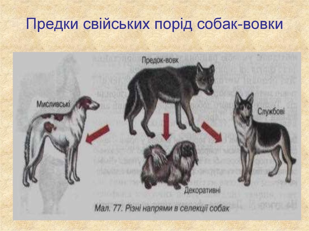 Предки свійських порід собак-вовки