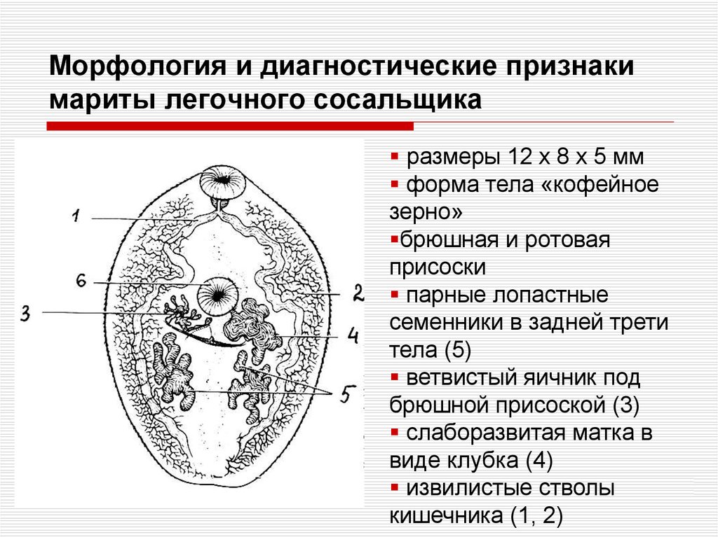 Жизненный цикл легочного сосальщика схема