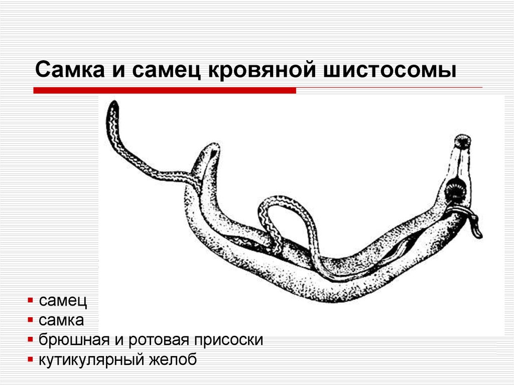 Женских особей. Кровяная шистосома строение. Строение шистосомы кровяной. Кровяной сосальщик строение. Шистосома Мансони строение.