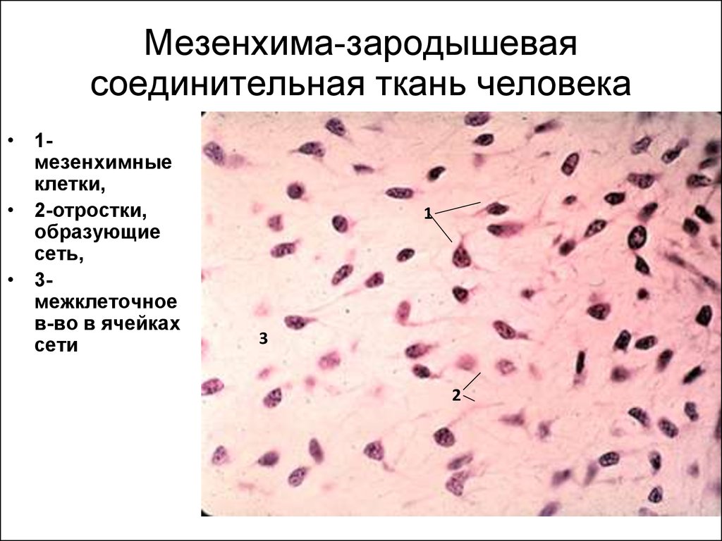 Мезотелий сальника препарат гистология