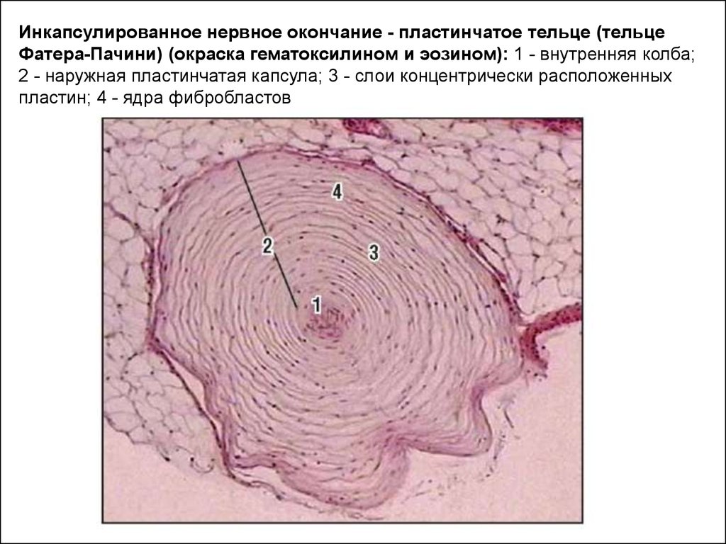 Рассмотрите рисунок ниже и обозначьте структурные компоненты телец пачини