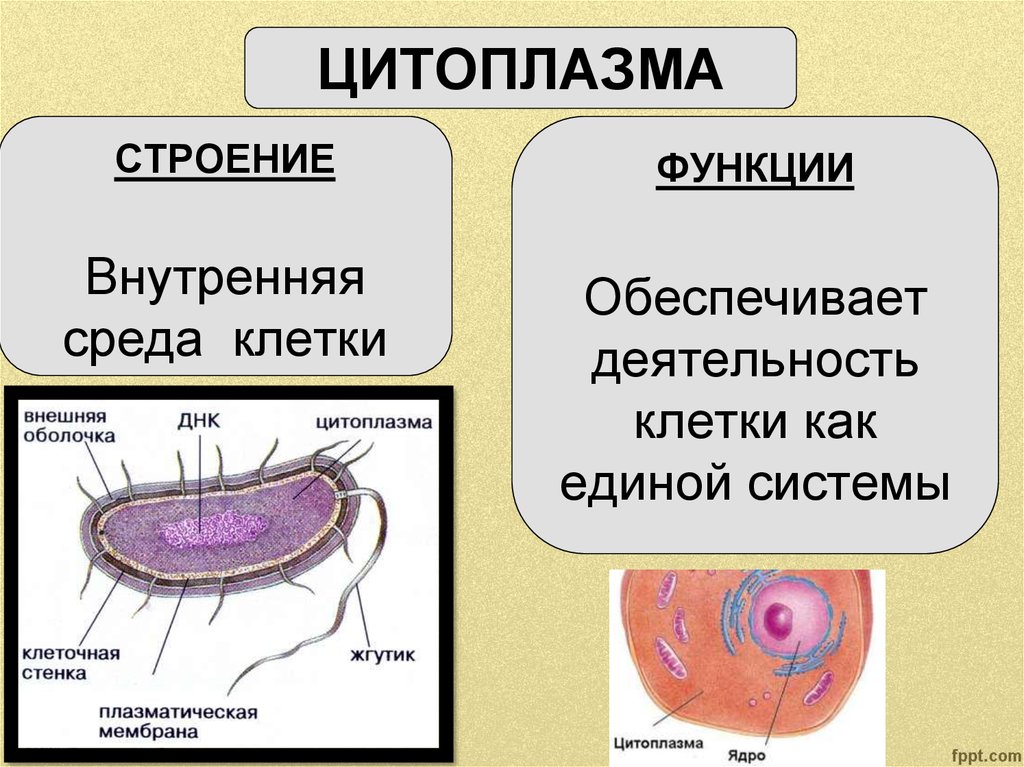 Постоянные структурные компоненты цитоплазмы носят название. Строение цитоплазмы. Строение цитоплазмы клетки. Структура цитоплазмы клетки. Цитоплазма строение и функции.