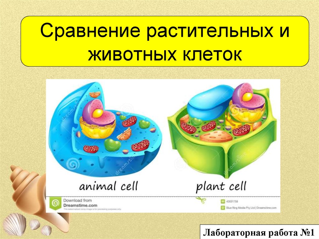 Лабораторная работа 1 сравнение растительных и животных клеток. Сравнение растительной и животной клетки лабораторная работа. Растительные и животные клетки лаборатория. Сравнение растительных и животных клеток лабораторная работа 9 класс. Растительная клетка лабораторная