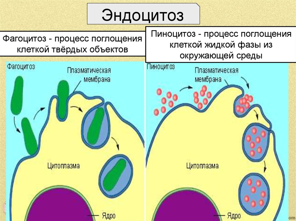 Этапы эндоцитоза. Эндоцитоз фагоцитоз мембранный транспорт. Клеточная мембрана эндоцитоз. Эндоцитоз и экзоцитоз схема. Эндоцитоз процесс поглощения.