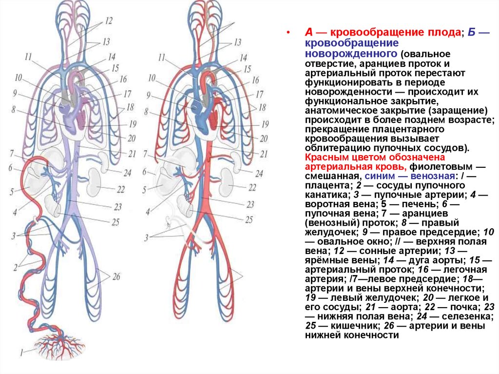 Рисунок кровообращения плода