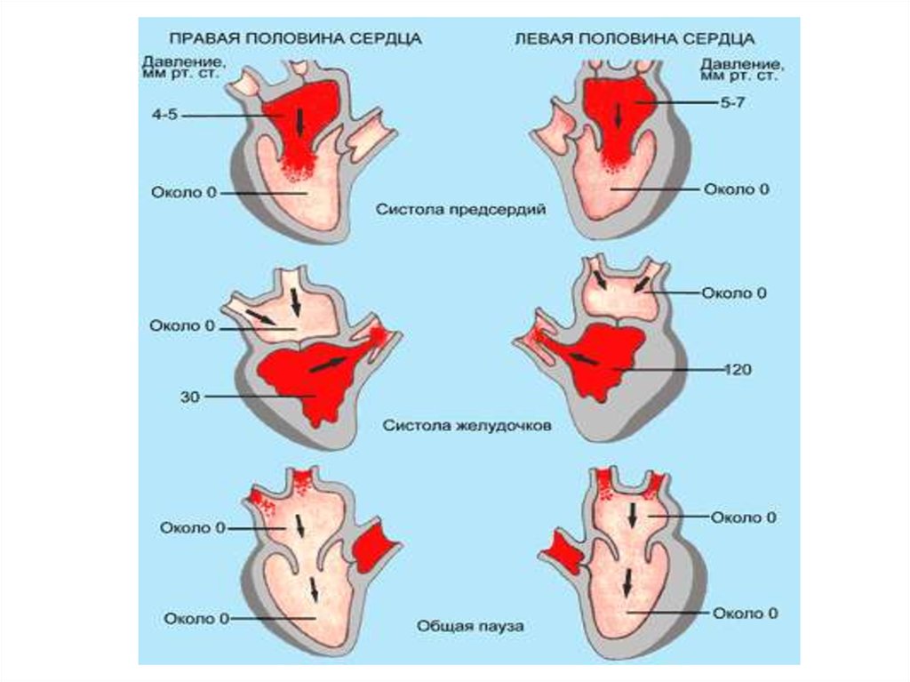 Границы сердца схема