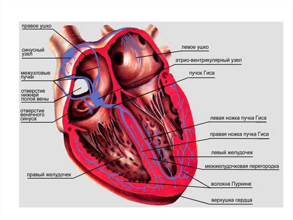 Проводящая система сердца презентация анатомия