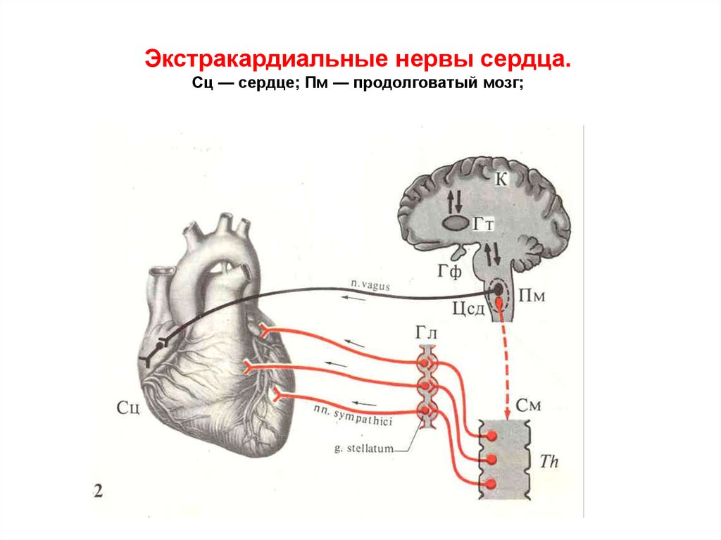 Схемы вебера по анатомии