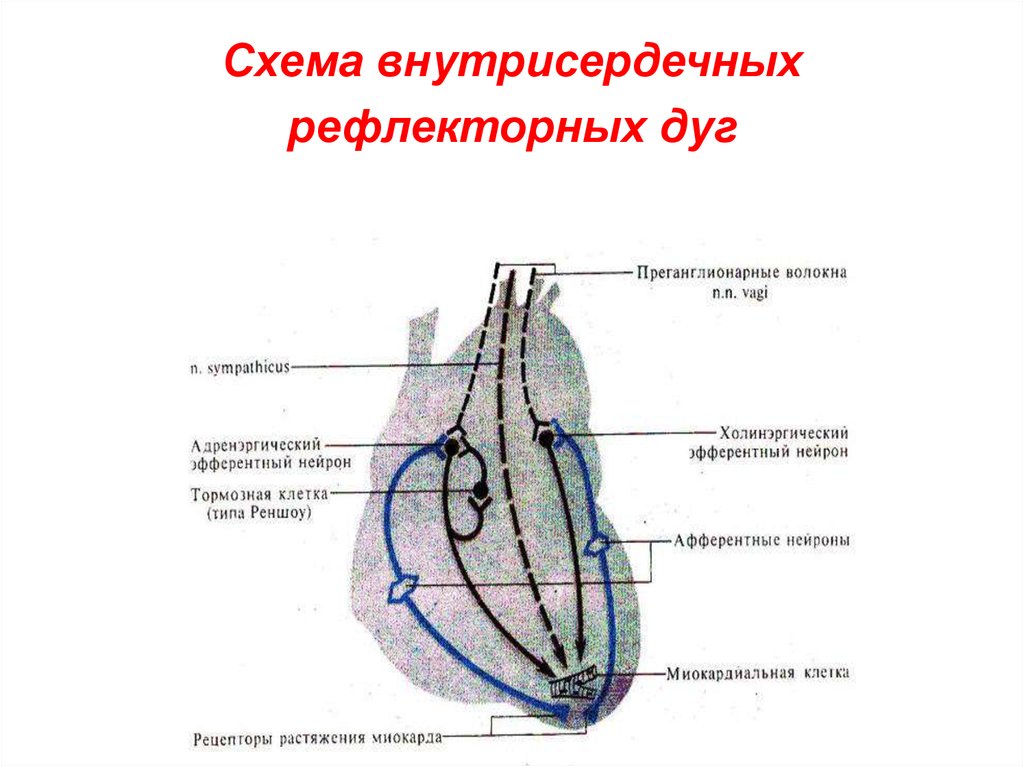 Схема рефлекторной дуги внутрисердечного рефлекса