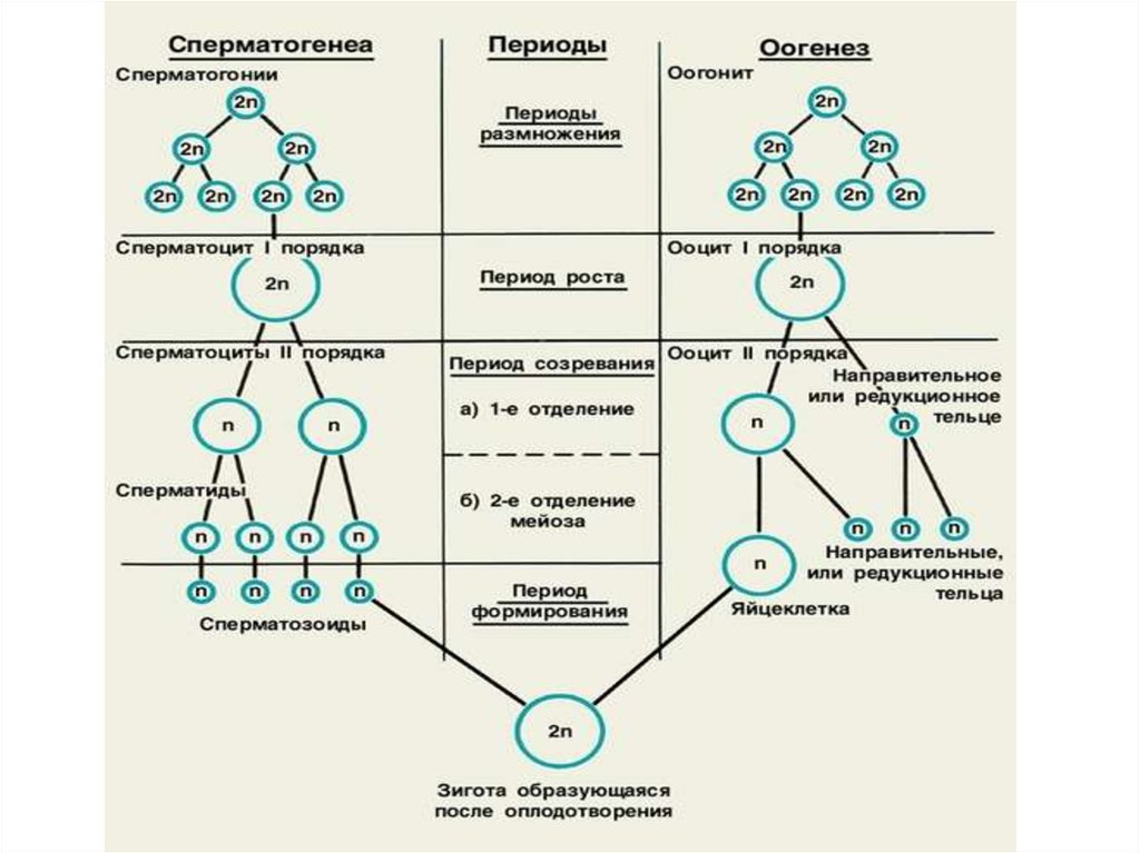 Созревание полярных телец. Фазы гаметогенеза схема. Таблица гаметогенез 10 класс биология. Схема гаметогенеза таблица. Гаметогенез у животных таблица 10 класс.