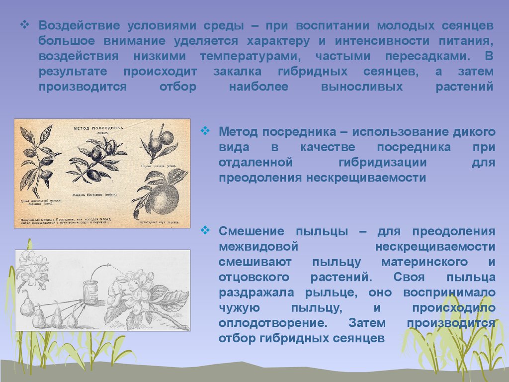 Влияние условий среды. Воздействие условиями среды селекция. Метод воздействия условий среды. Воздействие условиями среды примеры. Воздействие условиями среды Мичурин.