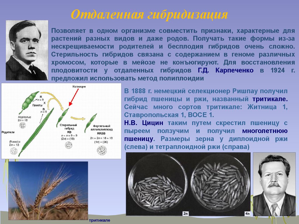 Презентация по биологии отдаленная гибридизация