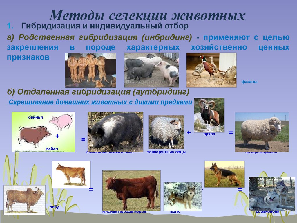 Инбридинг 2 аутбридинг. Метод гибридизации селекция животных. Методы селекции животных гибридизация. Методы селекции животных отбор. Методы селекции примеры.