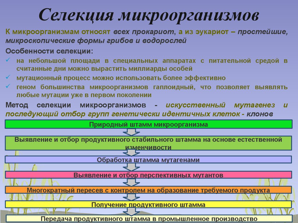 Селекция микроорганизмов презентация 11 класс