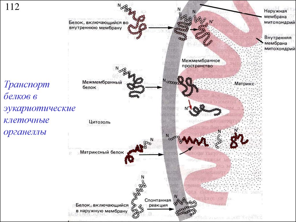 Осуществление синтеза и транспорта белка