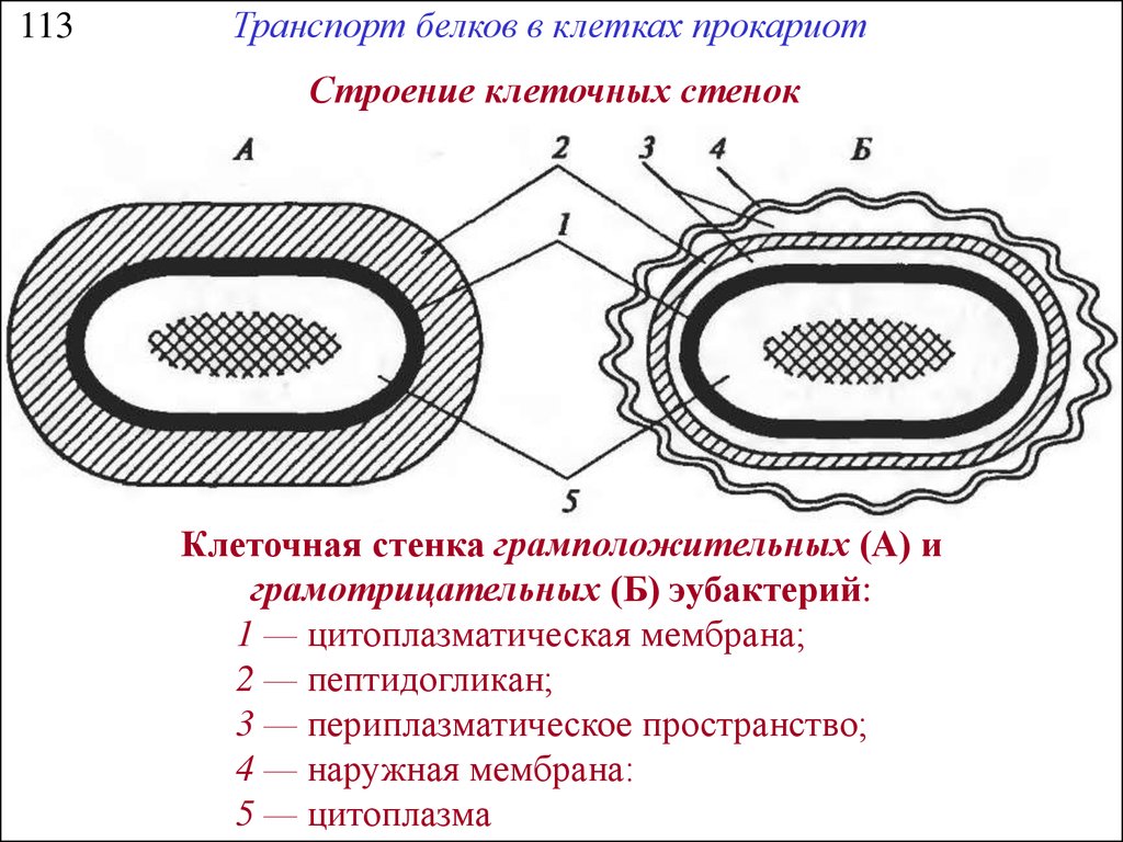 Структура клеток прокариот