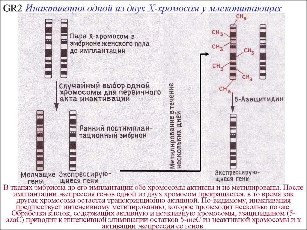 Обе пары генов расположены в разных хромосомах. Механизм инактивации х хромосомы. Инактивация второй х хромосомы. Инактивированная х хромосома это. Х И У хромосомы у млекопитающих.