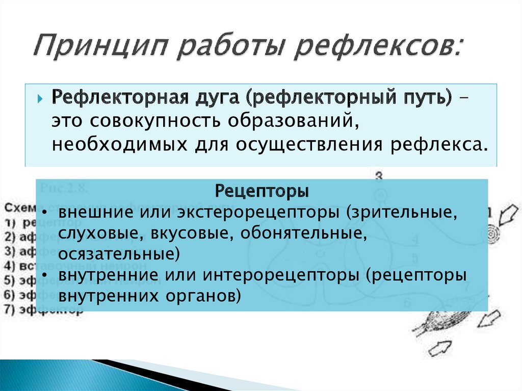 Отличия условных рефлексов