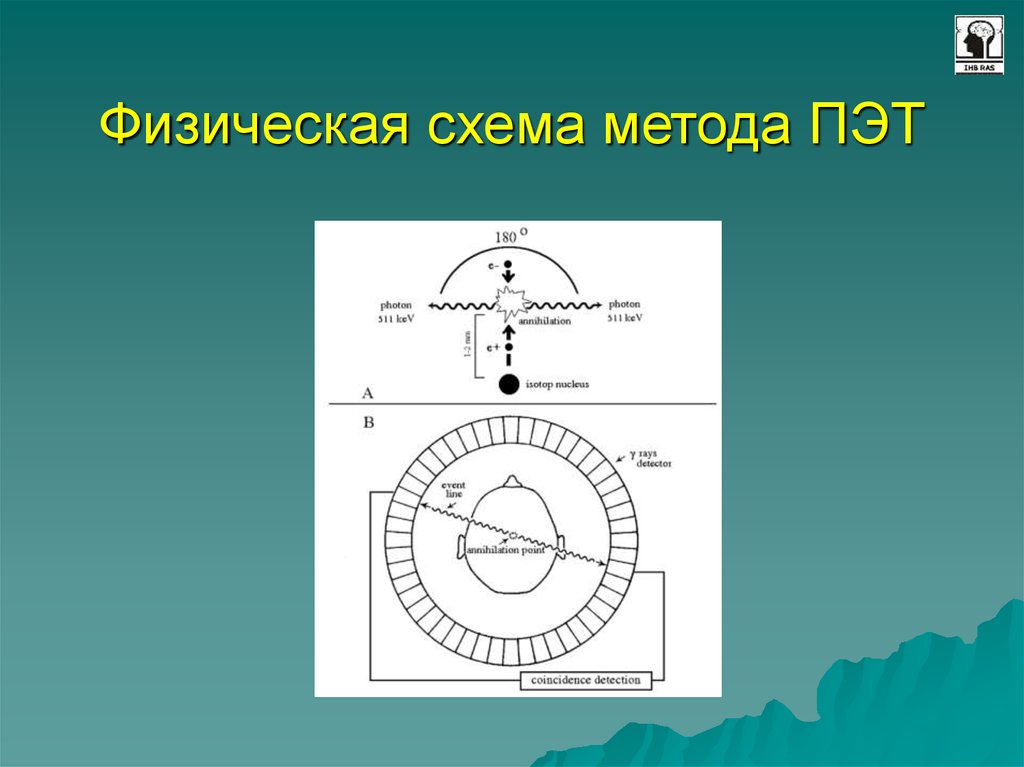 Принципы получения изображения пэт