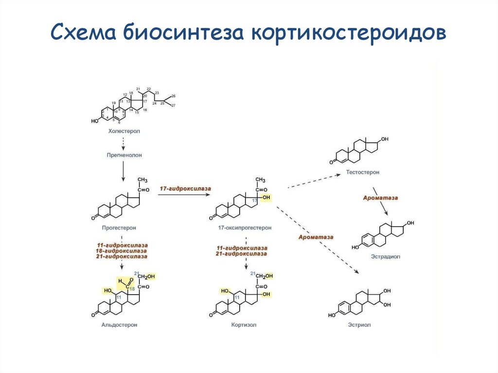 Схема синтеза кортизола