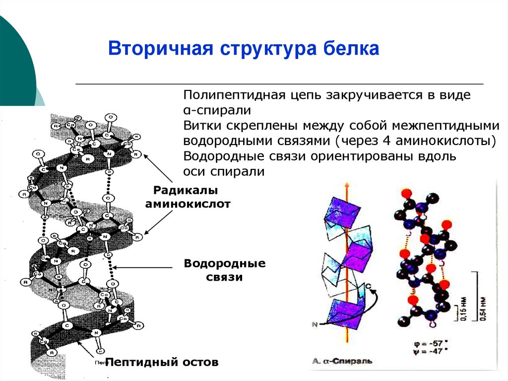 Белки пептидная цепь. Вторичная структура белка цепь аминокислот. Связи во вторичной структуре белка биохимия. Вторичная структура белка. Виды вторичной структуры. Вторичная структура белка эта структура.