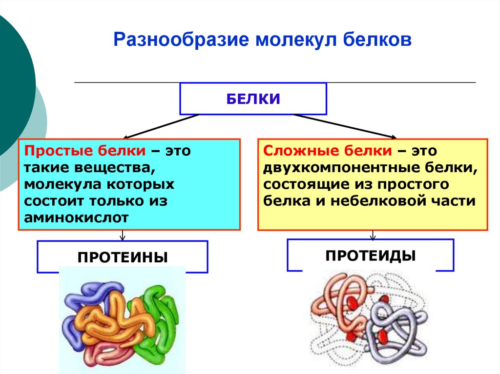 Сложное соединение белков. Разнообразие белков. Простые и сложные белки. Разнообразие белков биология. Простые белки.