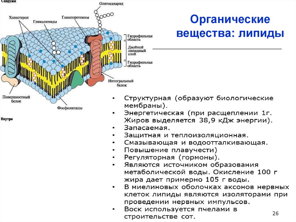 Органические вещества липиды. Фосфолипиды мембраны выполняют функцию:. Липиды энергия органические вещества. Какие липиды не входит в состав биологических мембран. Органические вещества которые гидрофильнв.