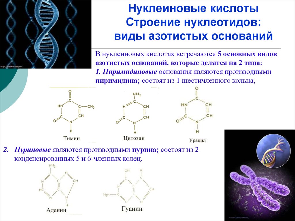 6 функции нуклеиновых кислот. Структура нуклеиновых кислот формула. Нуклеиновые кислоты строение структура. Строение нуклеиновых кислот формула. 1. Структура и свойства нуклеиновых кислот.
