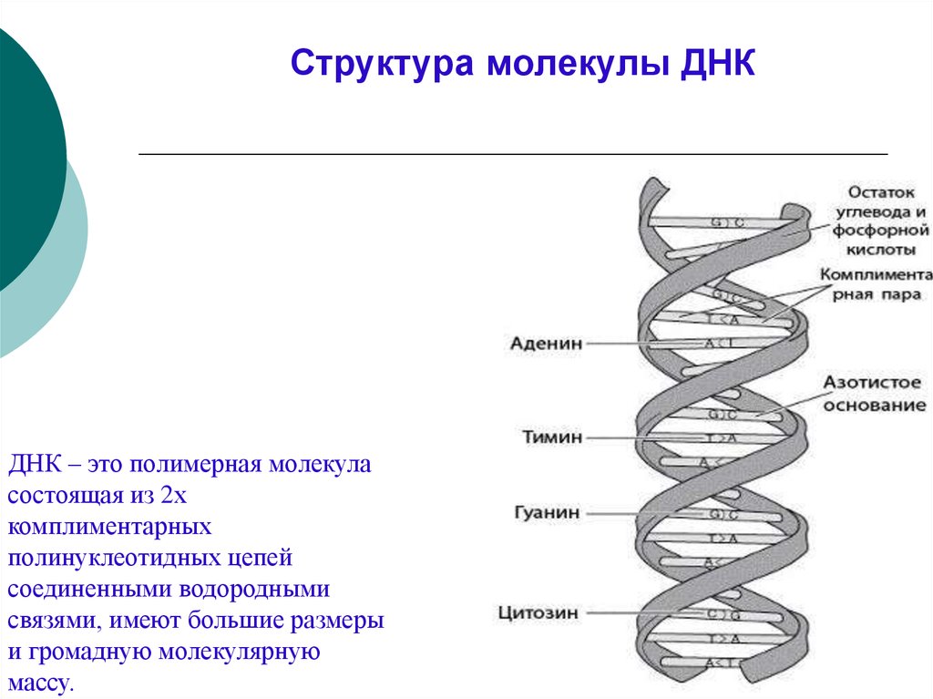 Одно из составляющих днк. Схема строения молекулы ДНК. Нарисуйте схему строения ДНК. Структура молекулы ДНК. Структурное строение молекулы ДНК.