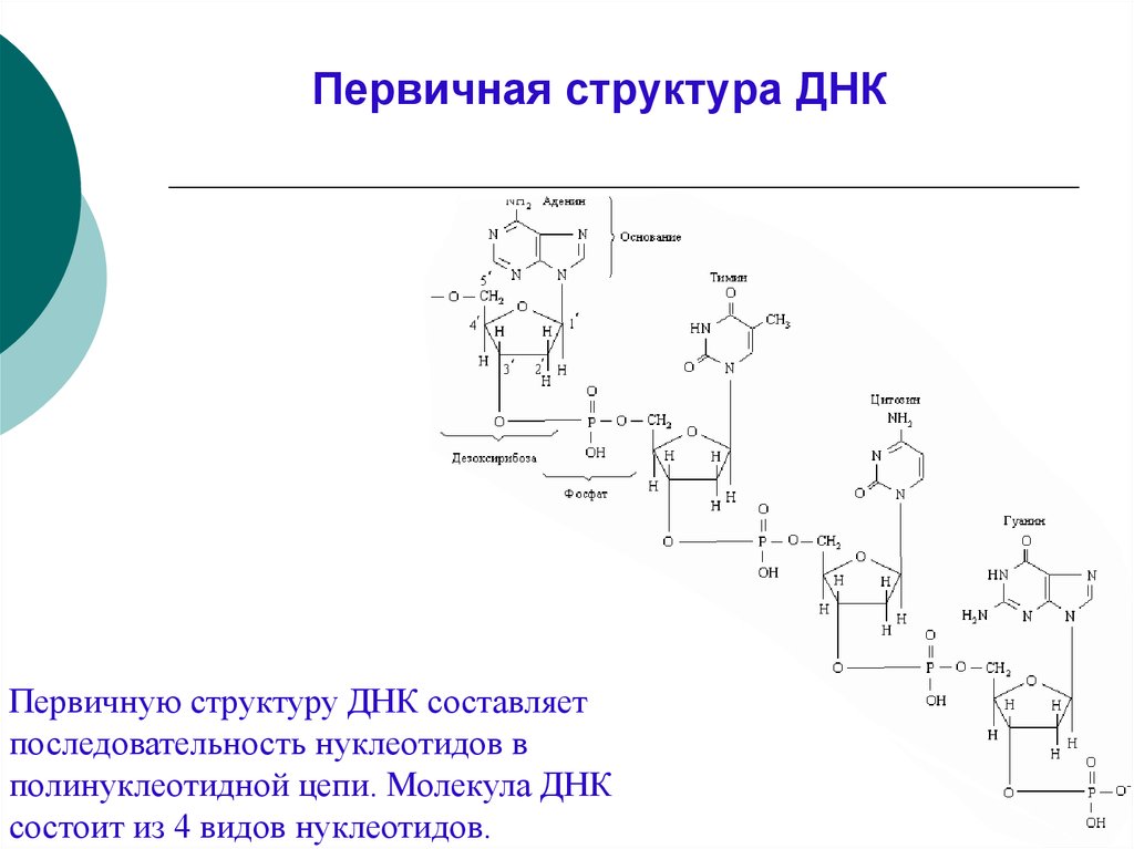 Форма первичной структуры