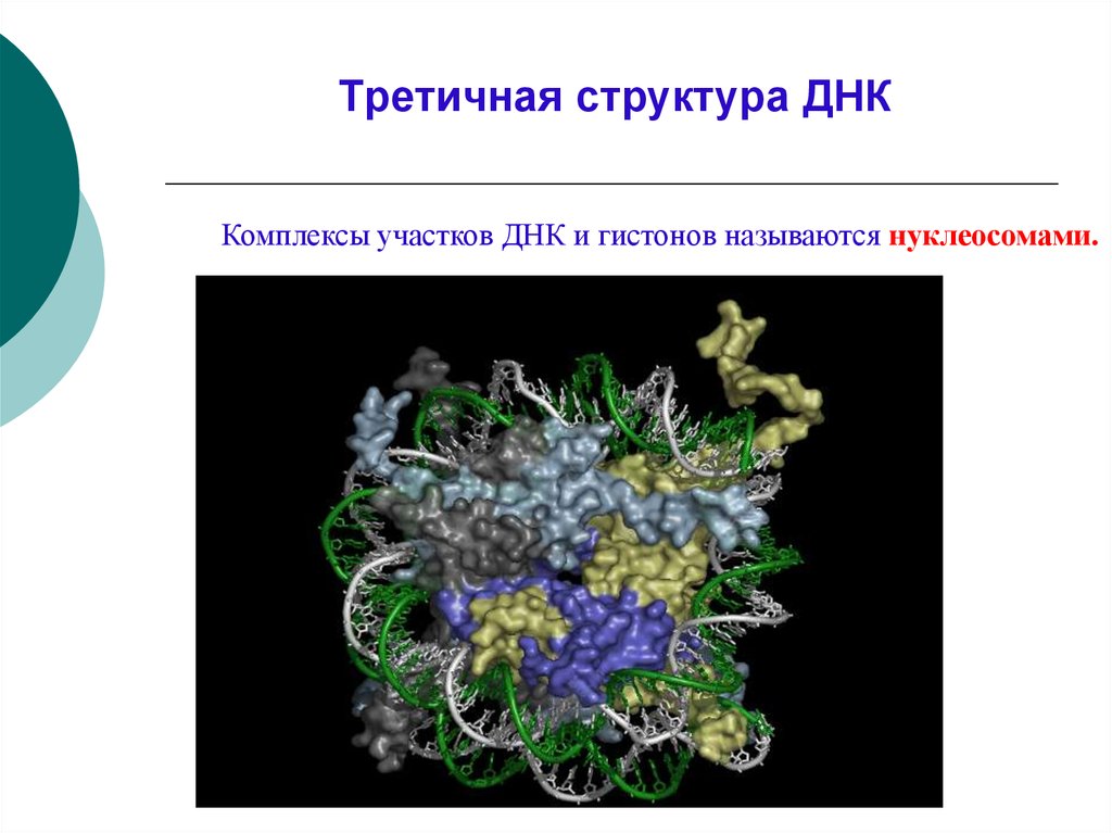 Комплекс днк. Третичная структура ДНК. Третичная структура ДНК гистоны. Гистоны третичная структура. Строение ДНК третичная структура ДНК нуклеосома.