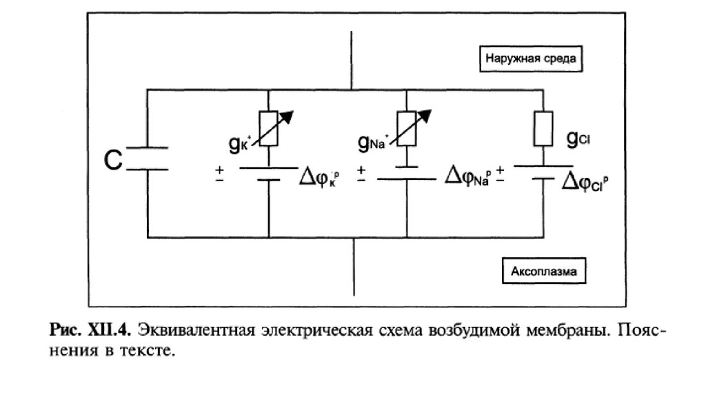 Эквивалентная электрическая схема тканей