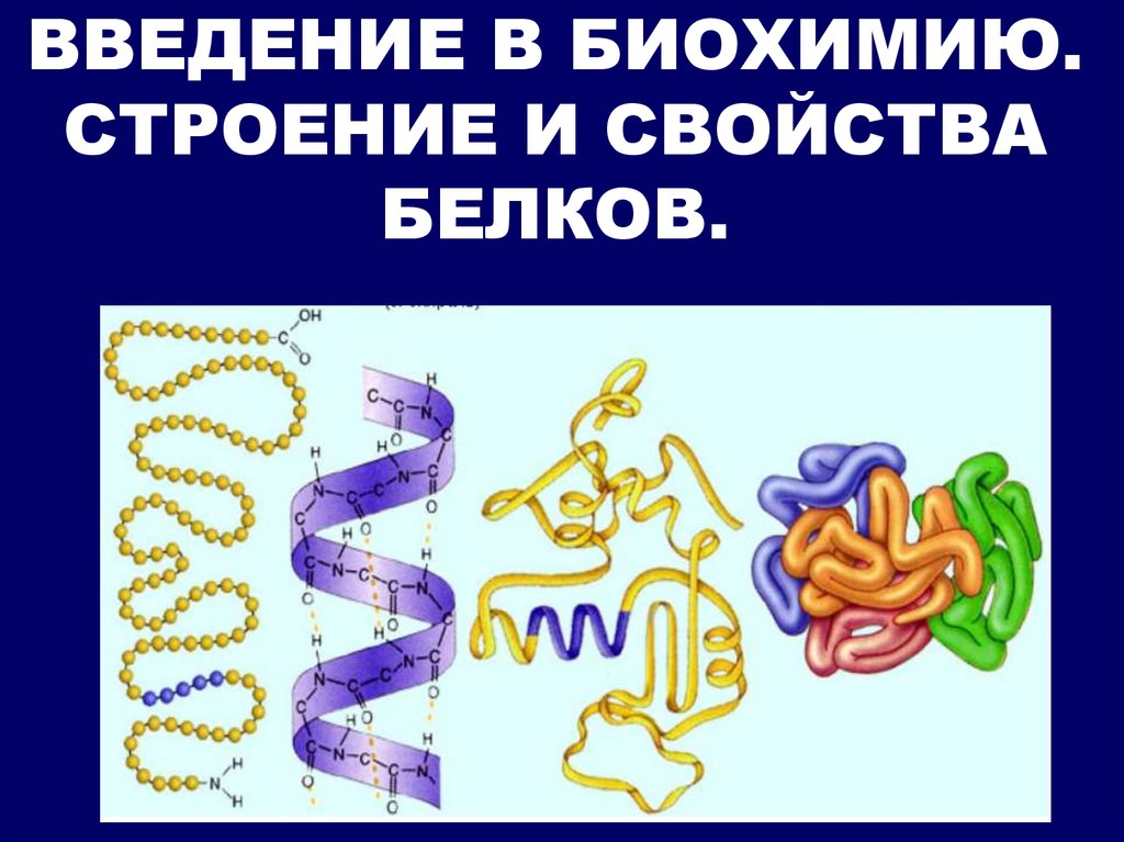Белки свойства биохимия. Строение и свойства белка. Введение в биологическую химию. Строение и свойства белков. Введение в биохимию.