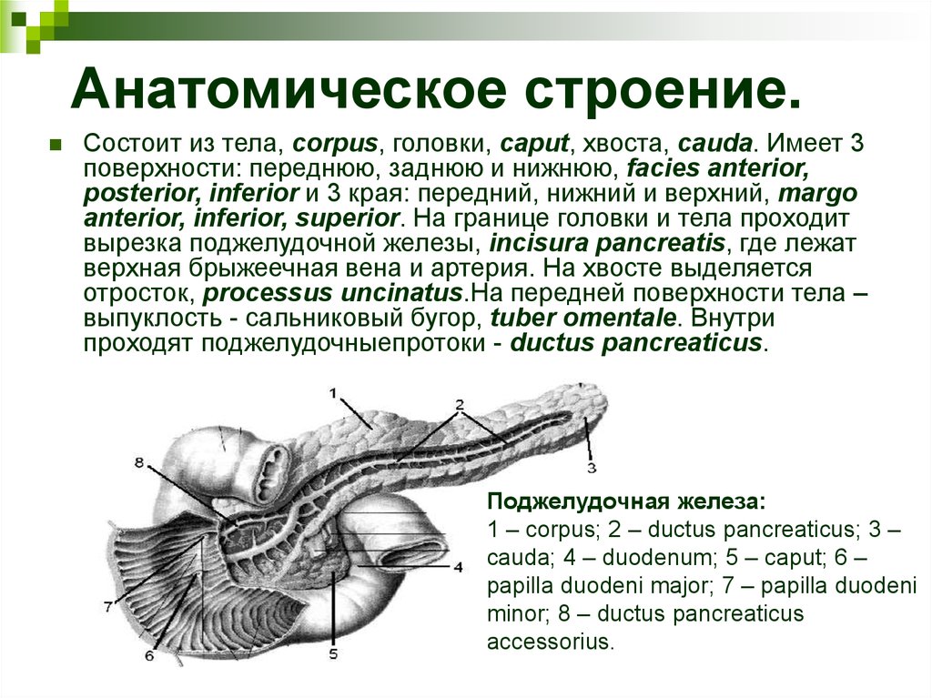 Строение поджелудочной железы