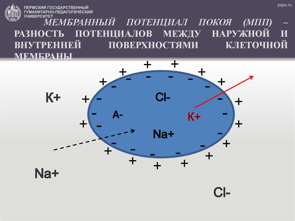 Разность зарядов. Разность потенциалов на мембране клетки. Мембранный потенциал это разность потенциалов. Мембранный потенциал покоя. Мембранный потенциал покоя физиология.