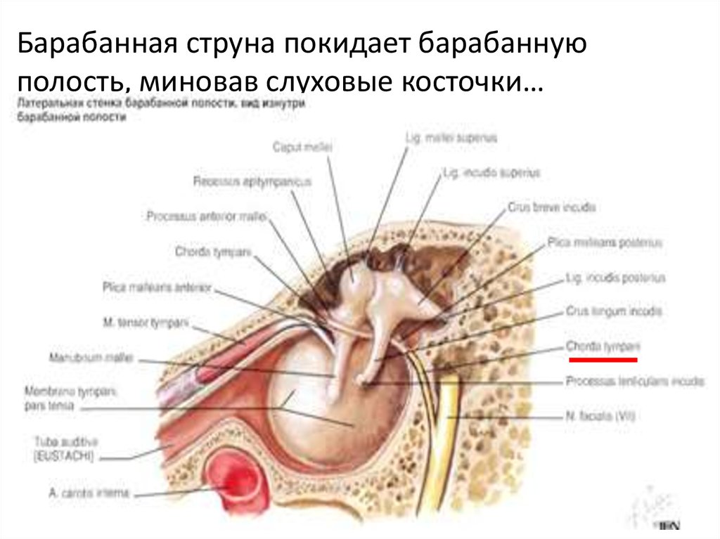 Барабанная стенка. Барабанная полость среднего уха иннервация. Барабанная полость латеральная стенка анатомия. Стенки барабанной полости лицевой нерв. Иннервация барабанной перепонки.