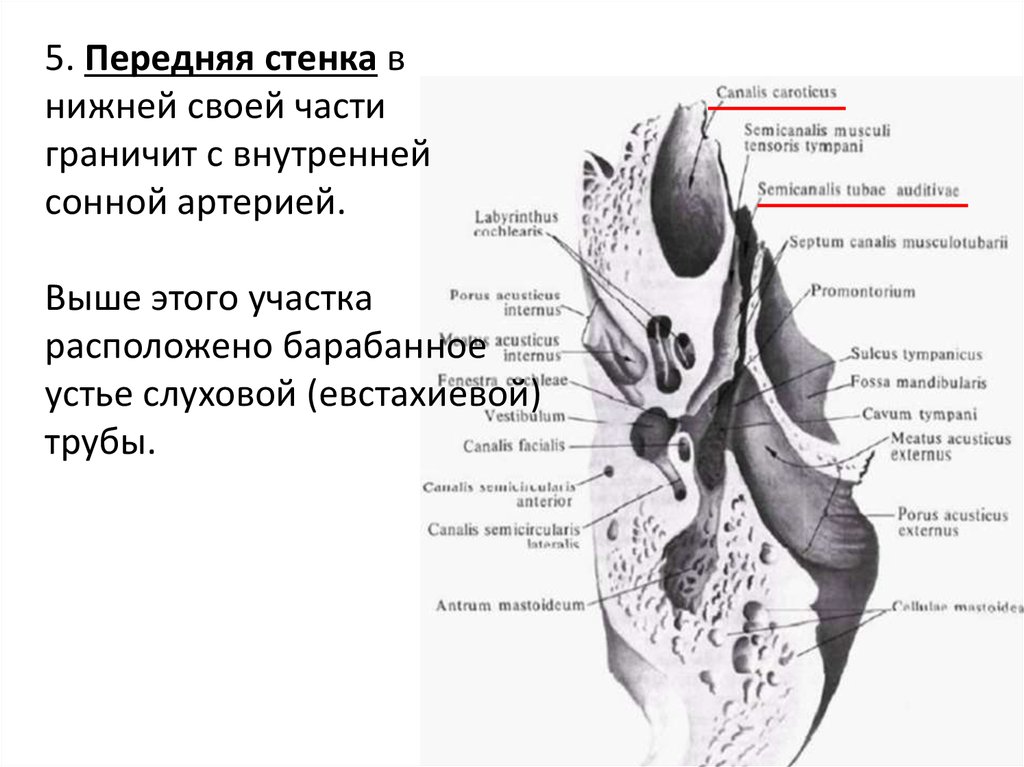 Передне внутренней. Слуховой проход сосцевидный отросток. Задняя стенка сосцевидного отростка. Передняя стенка сосцевидного отростка. Передняя стенка наружного слухового прохода граничит с.