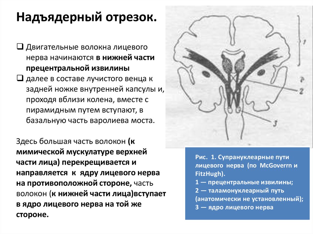 Лицевой нерв является. Двигательные волокна лицевого нерва. Паралич лицевого нерва неврология. Лицевой нерв путь схема неврология. Двигательный путь лицевого нерва.