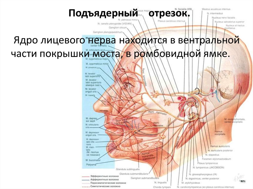 Лицевой нерв. Путь лицевого нерва неврология. Ядра лицевого и промежуточного нерва. Ход лицевого нерва неврология. Парасимпатические ядра лицевого нерва.