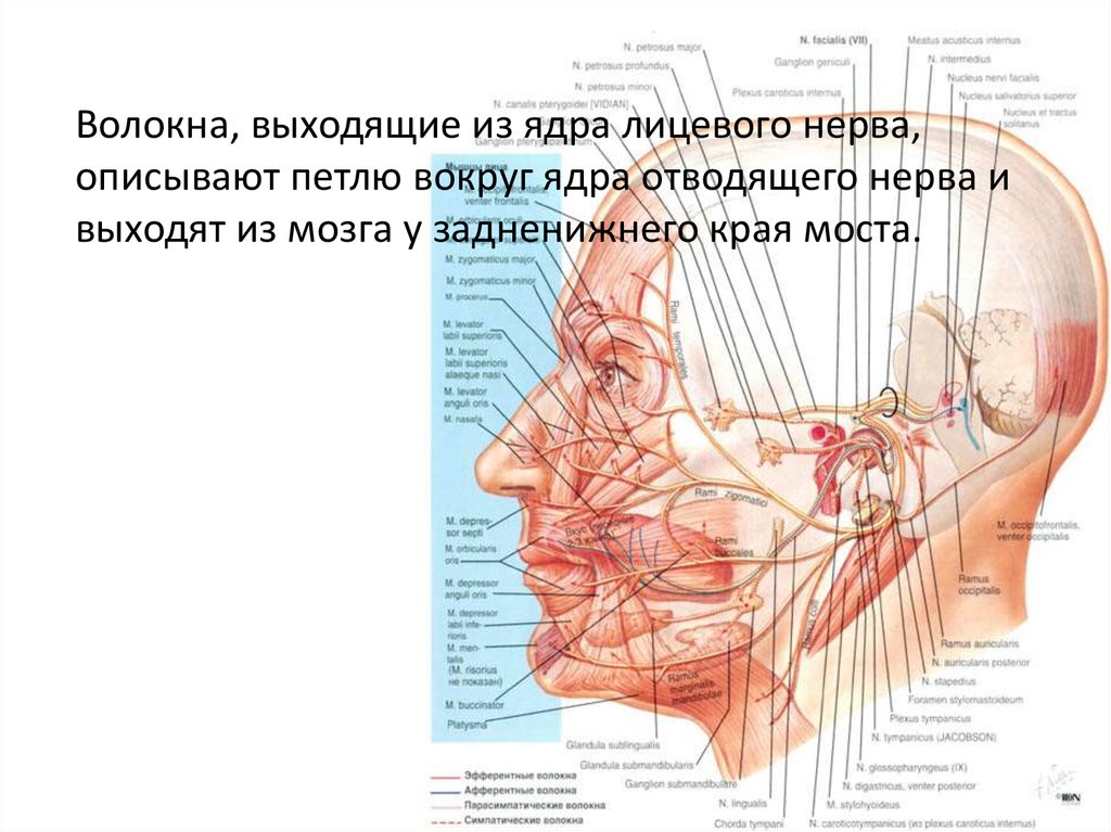 Лицевой нерв век. Лицевой нерв анатомия ядра. Лицевой нерв расположение ядер. Ядра лицевого нерва расположены. Ядро лицевого нерва расположено.