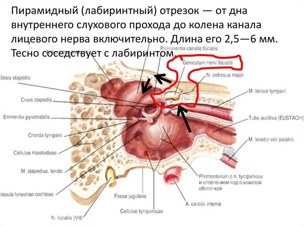 Слуховой нерв какой отдел. Внутреннее слуховое отверстие анатомия. Внутренний слуховой проход анатомия. Лабиринтный отдел лицевого нерва. Внутреннее слкхоаое отверстие Анат.