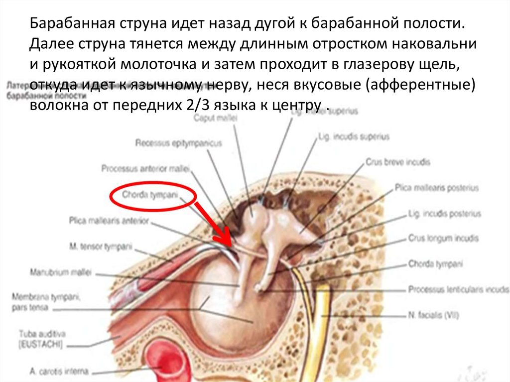 Полость пройти. Барабанная струна лицевого нерва анатомия. К какому нерву присоединяется барабанная струна. Нерв барабанной струны. Барабанная струна иннервация.